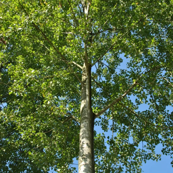 Populus ×canadensis 'Robusta' – Kanadische Holz-Pappel