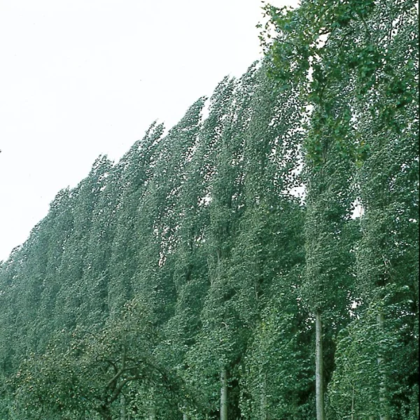 Populus ×canadensis 'Serotina' – Schweizer Pappel, Spätpappel