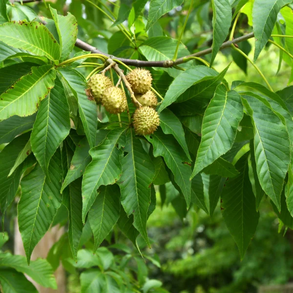 Aesculus glabra – Ohio-Roßkastanie