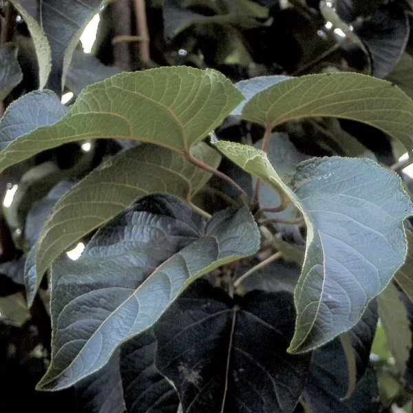 Populus lasiocarpa – Großblatt-Pappel, Chinesische-Pappel