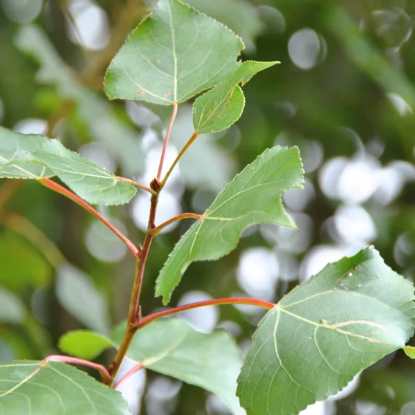Populus nigra – Schwarz-Pappel
