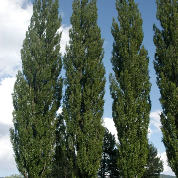 Populus nigra 'Italica' – Italienische Pyramiden-Pappel, Säulen-Pappel