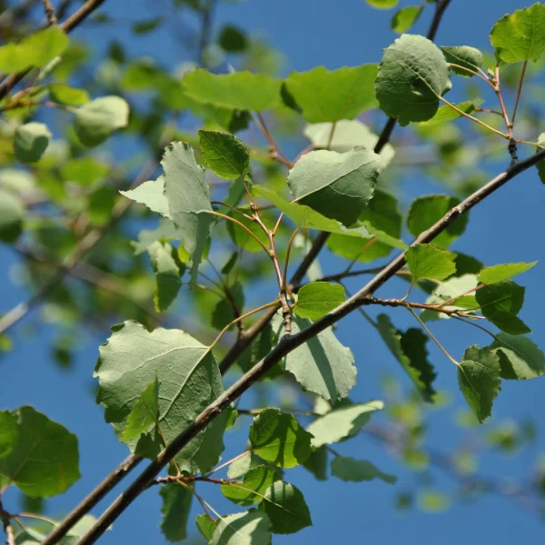 Populus tremula – Zitter-Pappel, Espe, Aspe