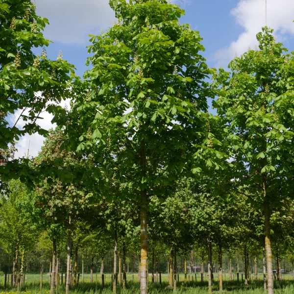 Aesculus hippocastanum 'Baumannii' – Gefülltblühende Roßkastanie