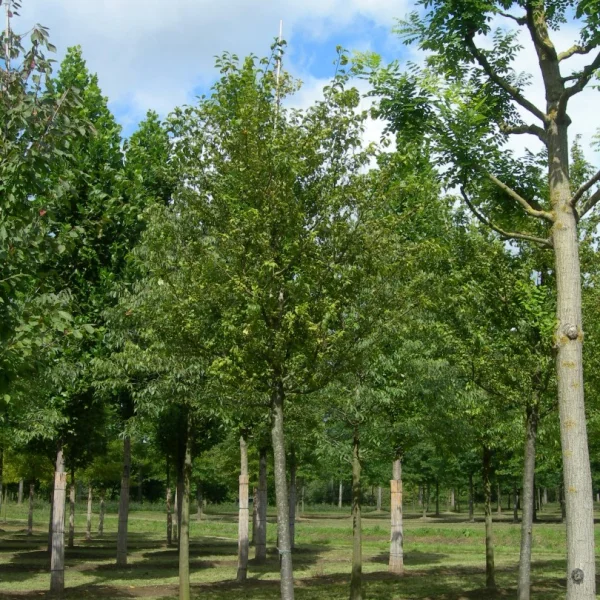 Prunus domestica 'Ste Catherine' – Prunus 'Catherine'