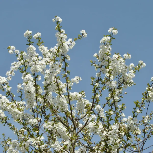 Prunus ×gondouinii 'Schnee' – Prunus ×gondouinii 'Schnee'
