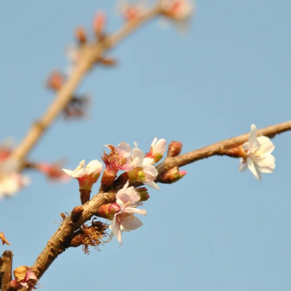 Prunus incisa 'February Pink' – Prunus incisa 'February Pink'