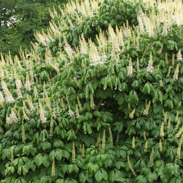 Aesculus parviflora – Strauch-Roßkastanie