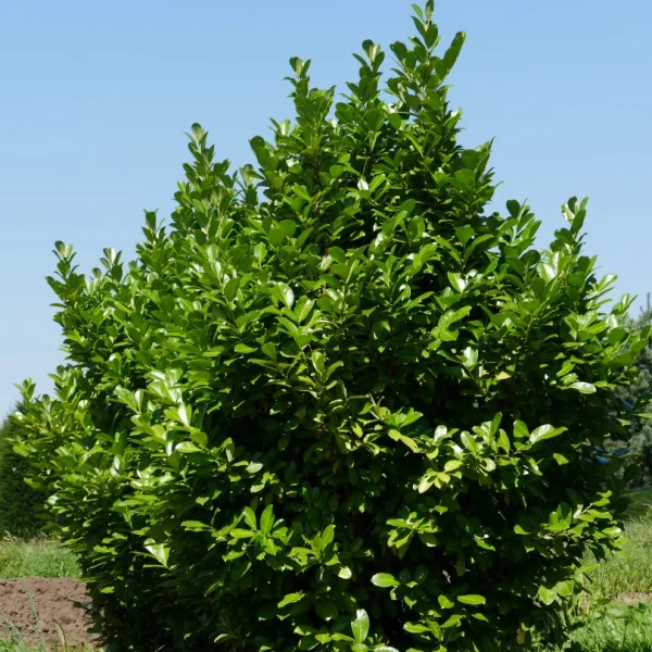 Prunus laurocerasus 'Rotundifolia' – Prunus laurocerasus 'Rotundifolia'