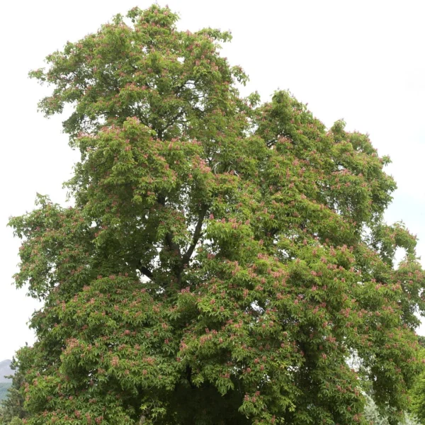 Aesculus pavia – Pavie