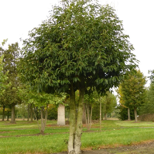 Prunus lusitanica – Portugiesische Lorbeerkirsche