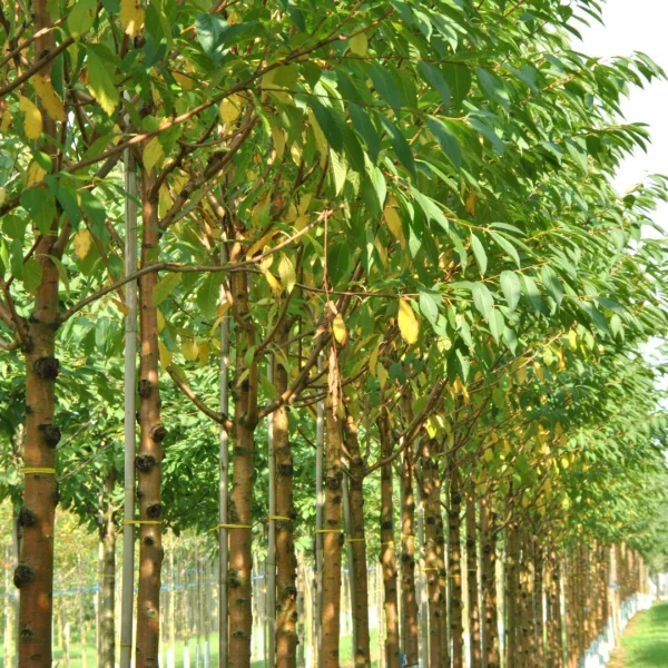 Prunus maackii – Amur-Kirsche