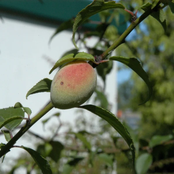 Prunus mume – Japanische Aprikose