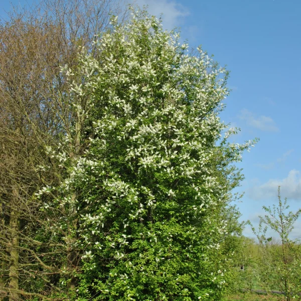 Prunus padus – Traubenkirsche, Faulbaum, Ahlkirsche