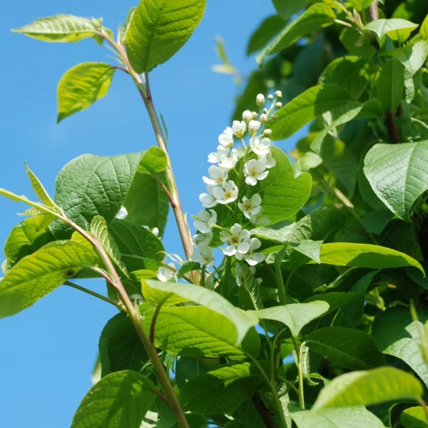 Prunus padus 'Tiefurt' – Prunus padus 'Schloss Tiefurt'