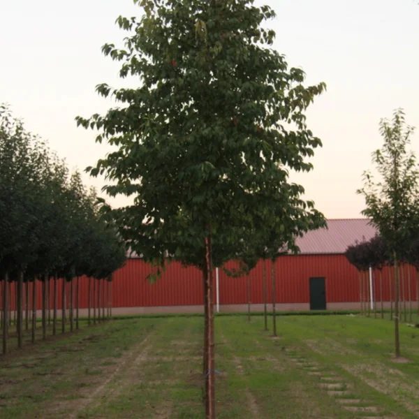 Prunus pensylvanica 'Auburn Splendor' – Prunus pendula 'Inglesi'