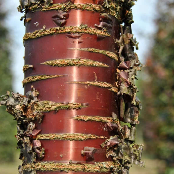 Prunus serrula – Mahagoni-Kirsche,  Tibetanische Berg-Kirsche