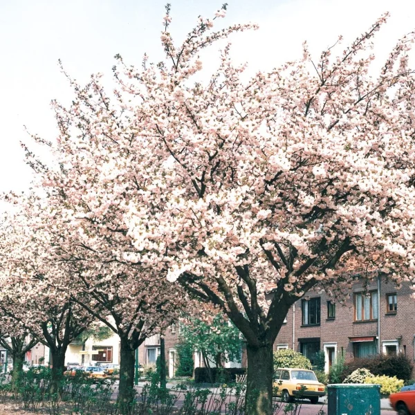 Prunus serrulata 'Hokusai' – Prunus serrulata 'Hokusai'