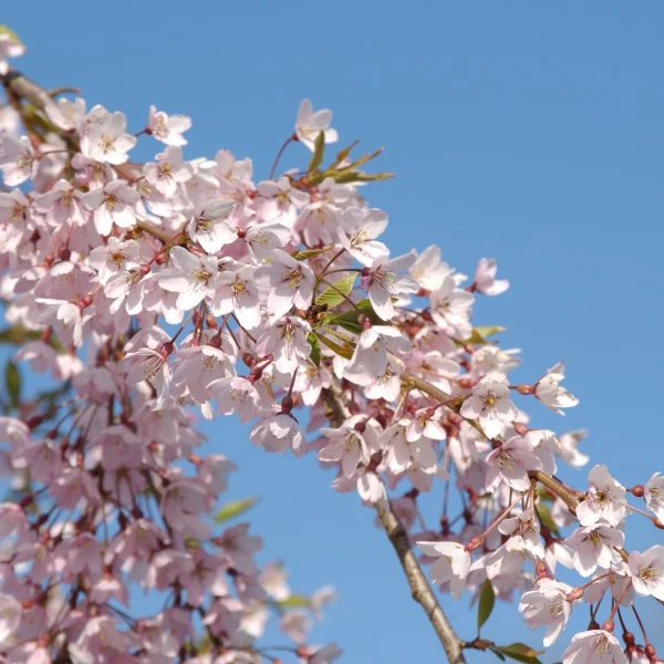 Prunus ×subhirtella 'Pendula Rubra' – Prunus pendula 'Pendula Rubra'