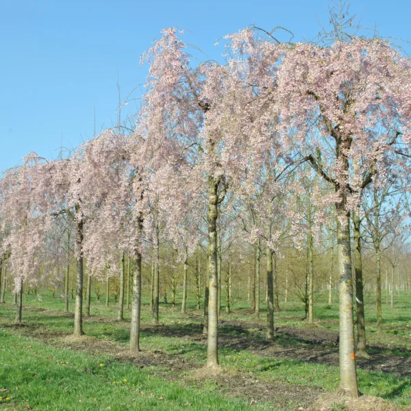 Prunus ×subhirtella 'Pendula' – Prunus pendula