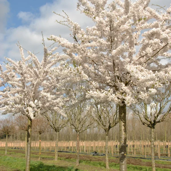 Prunus ×yedoensis – Prunus ×yedoensis