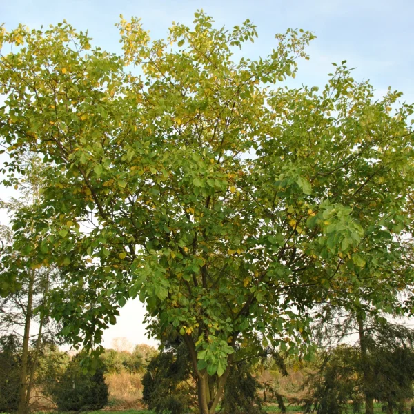 Ptelea trifoliata – Lederstrauch