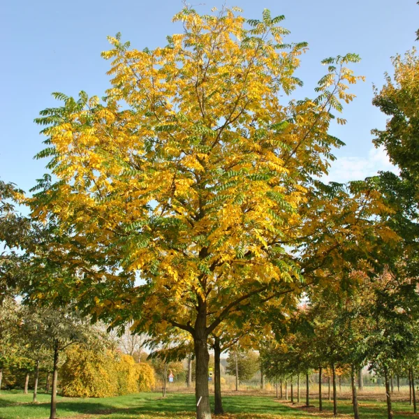 Pterocarya fraxinifolia – Kaukasischer Flügelnuß