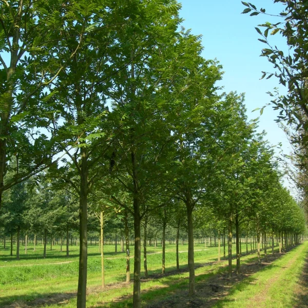 Pterocarya stenoptera – Chinesische Flügelnuß