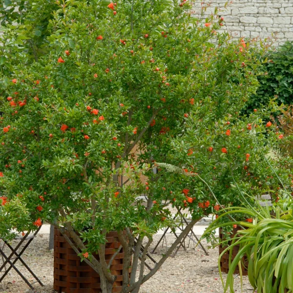 Punica granatum – Granatapfel