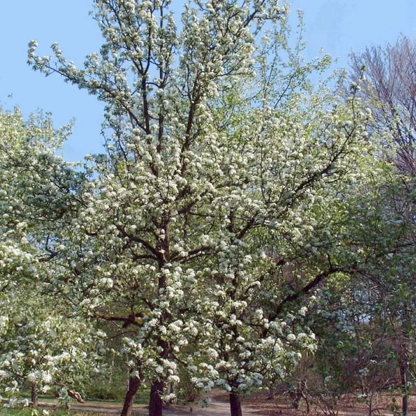 Pyrus nivalis – Pyrus nivalis