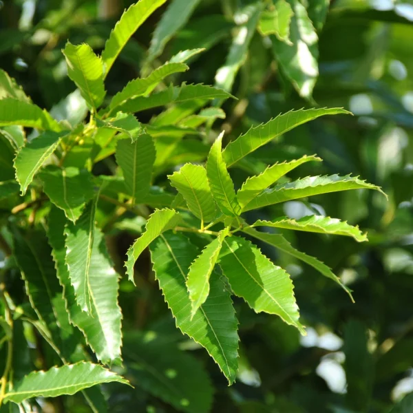 Quercus acutissima – Seidenraupen-Eiche, Japanische Kastanien-Eiche