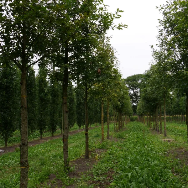 Quercus alba – Weiß-Eiche, Amerikanische Weiß-Eiche