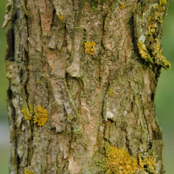 Quercus bicolor – Zweifarbige-Eiche, Sumpf-Weiß-Eiche