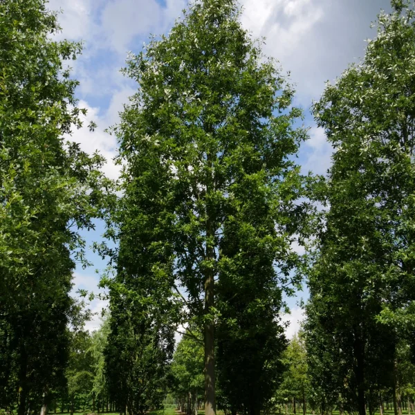 Quercus castaneifolia – Kastanienblättrige Eiche