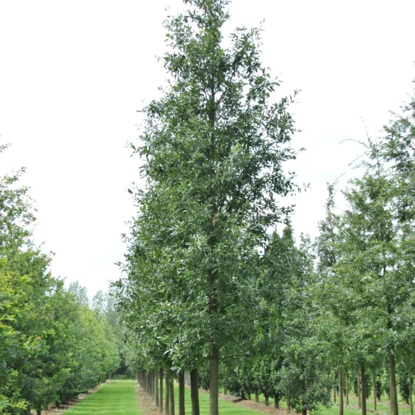 Quercus castaneifolia 'Green Spire' – Kastanienblättrige Eiche