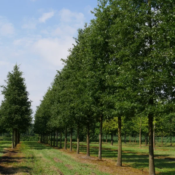 Quercus cerris – Zerr Eiche, Türkische Eiche