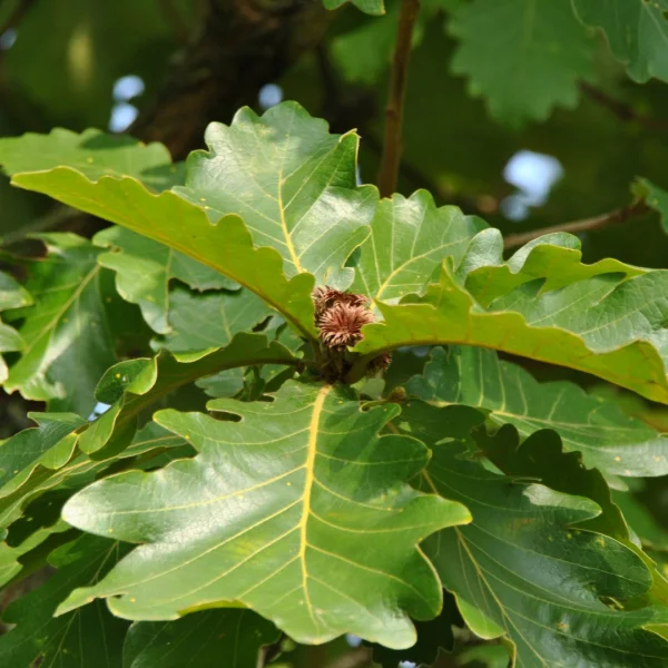 Quercus dentata – Japanische Kaiser-Eiche, Daimyo-Eiche