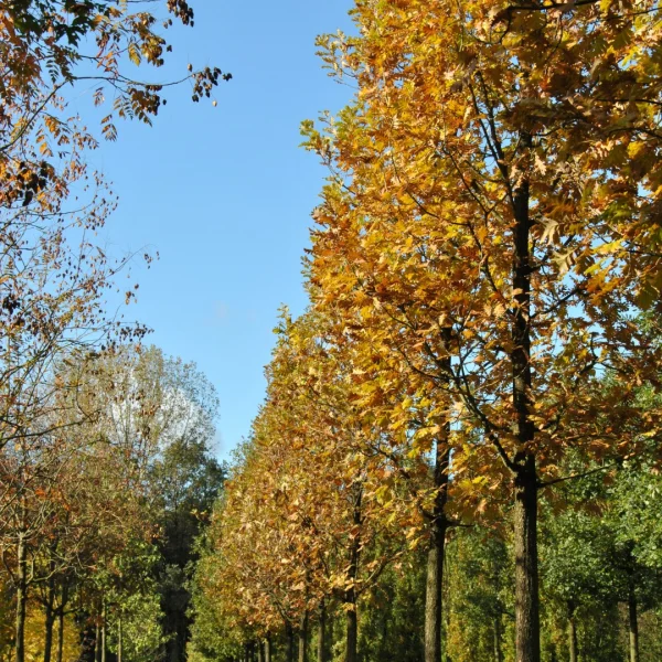 Quercus frainetto – Ungarische Eiche