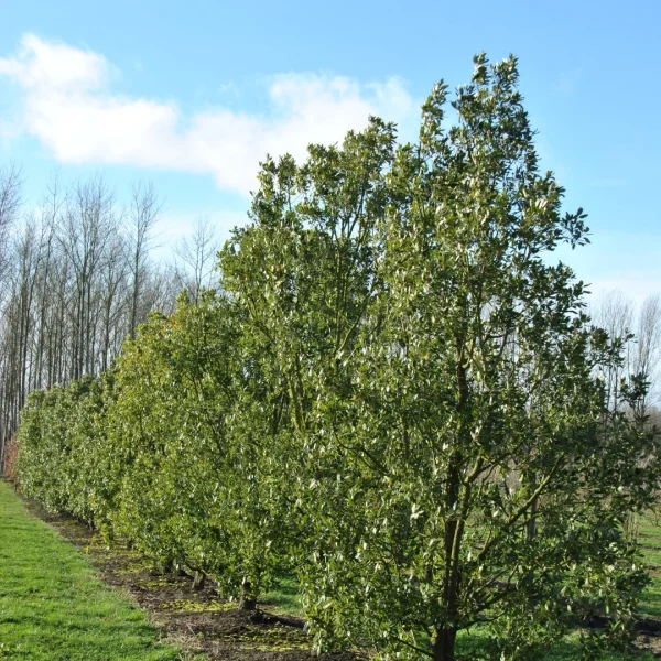 Quercus ×hispanica – Falsche Korkeiche, Spanische Eiche