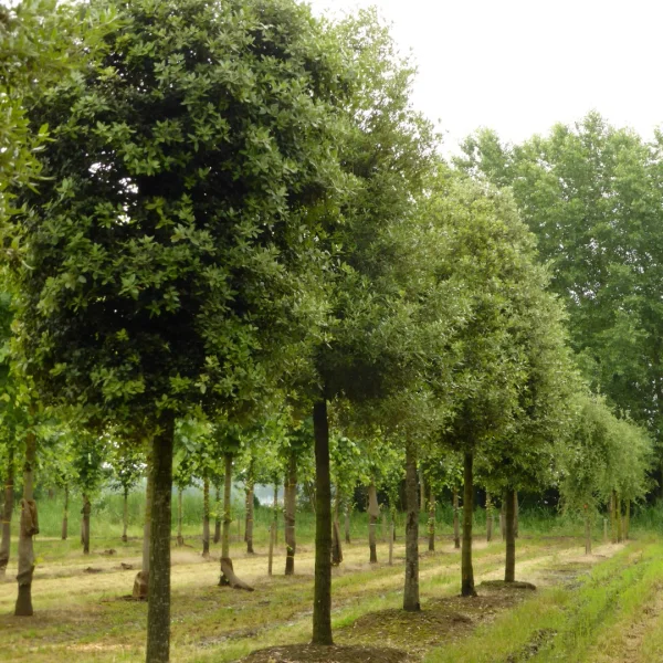 Quercus ilex – Stein-Eiche, Grün-Eiche, Steckpalmen-Eiche