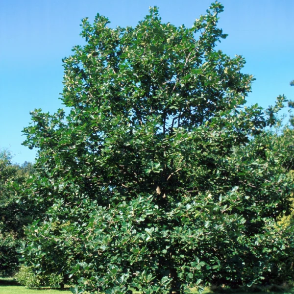 Quercus macranthera – Persische Eiche, Kaukasische Eiche