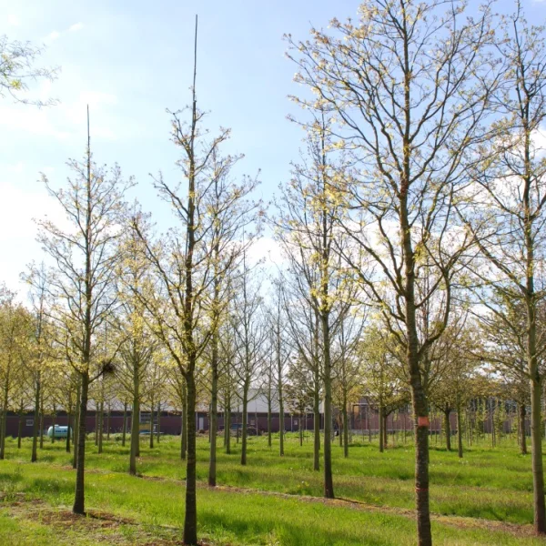 Quercus palustris 'Fastigiata' – Quercus palustris 'Fastigiata'