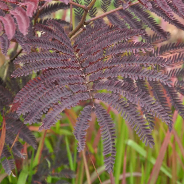 Albizia julibrissin 'Summer Chocolate' – Albizia julibrissin 'Summer Chocolate'