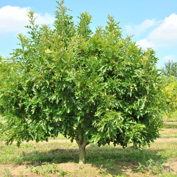 Quercus palustris 'Swamp Pygmy' – Quercus palustris 'Swamp Pygmy'