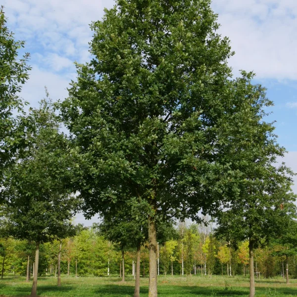 Quercus petraea – Winter-Eiche, Trauben-Eiche, Durr-Eiche