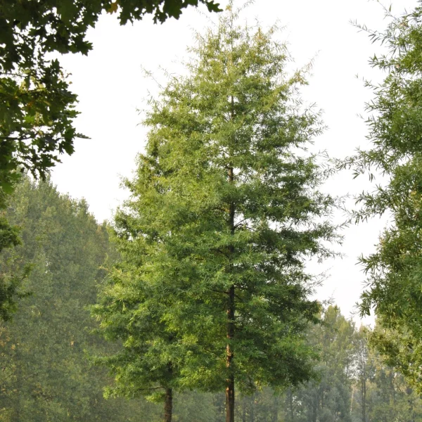 Quercus phellos – Weiden-Eiche