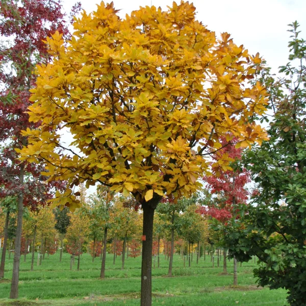 Quercus pontica – Armenische Eiche, Pontische Eiche