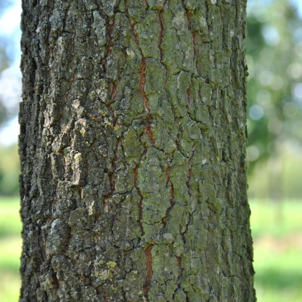 Quercus pubescens – Flaum-Eiche, Weichharige Eiche