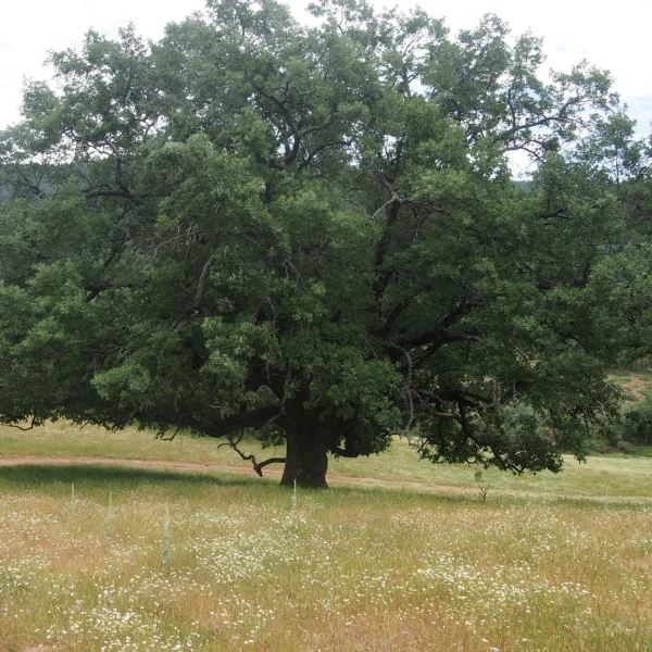 Quercus pyrenaica – Spanische Eiche, Pyrenäen-Eiche