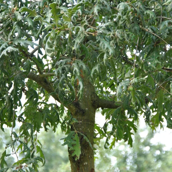 Quercus pyrenaica 'Pendula' – Quercus pyrenaica 'Pendula'